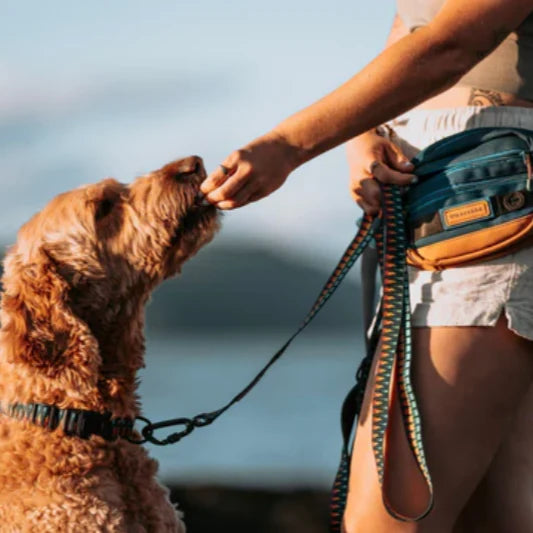 6 Must-Know Commands for Every Dog