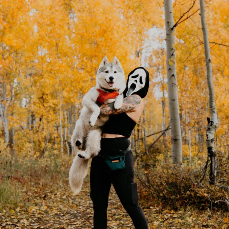 DIY Halloween Dog Costumes