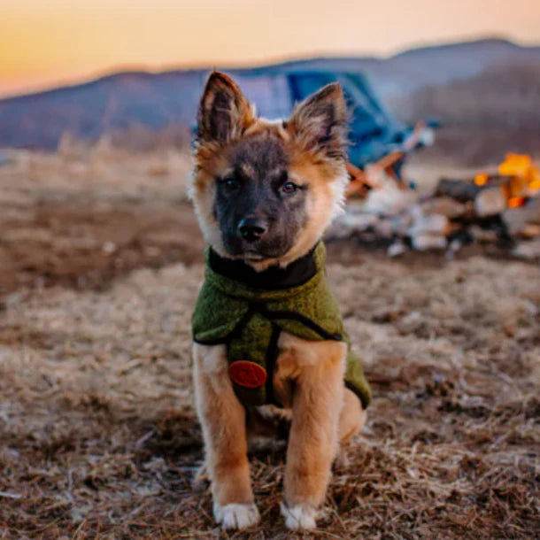 What to Buy When You’re Getting a Puppy: A Guide for New Owners