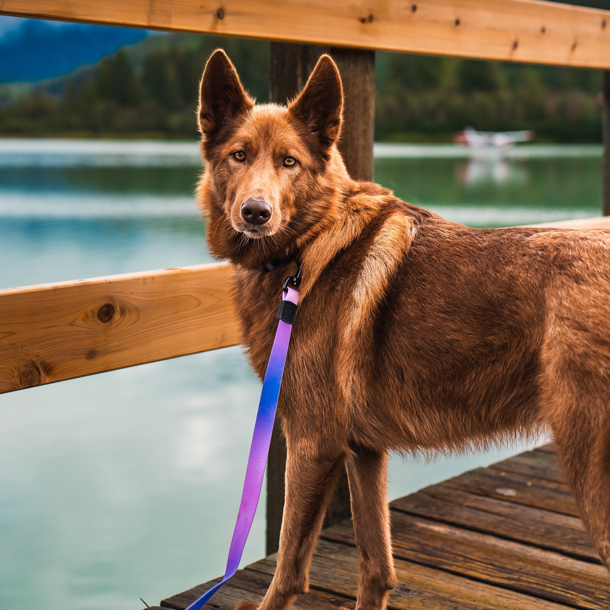 Aurora Waterproof Leash