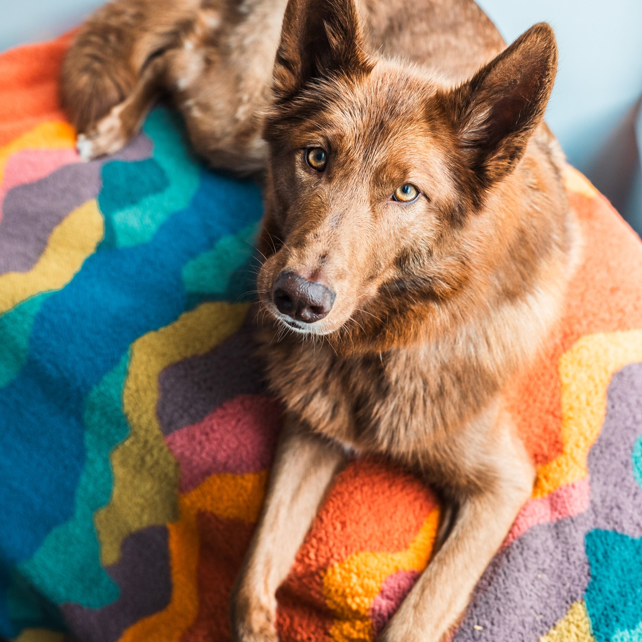 Sherpa Fleece Waterproof Blanket