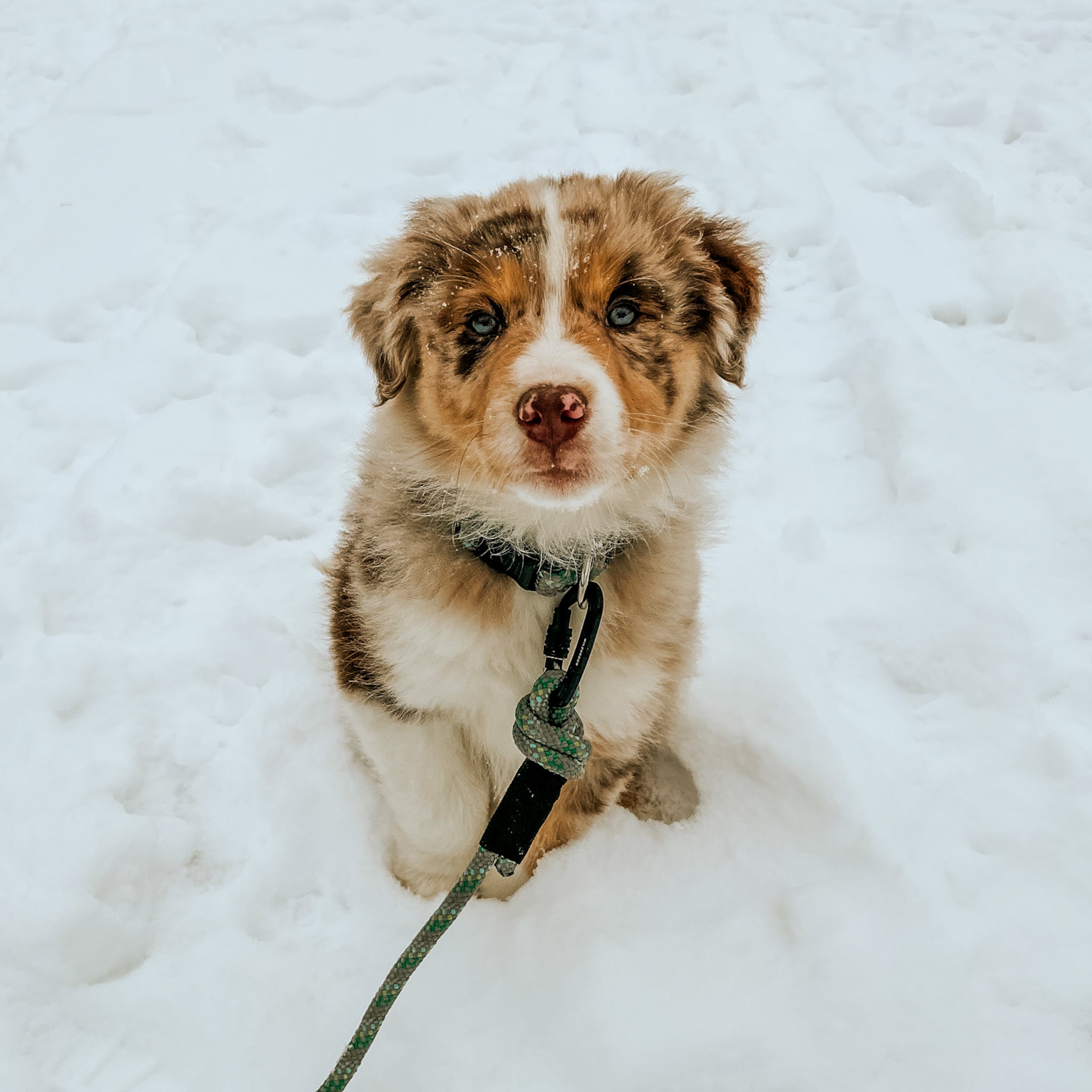 Alpine Reflective Small Carabiner Leash