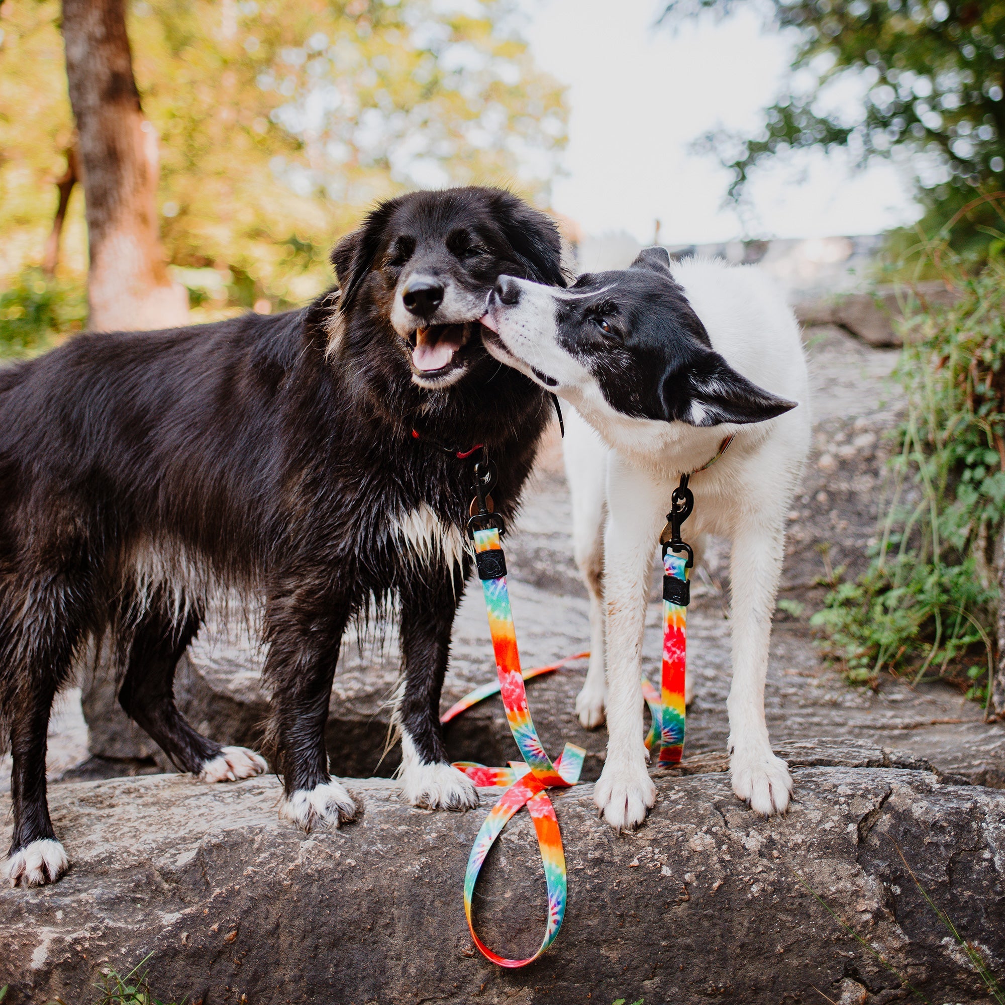 Tie Dye Waterproof Leash + Collar Bundle