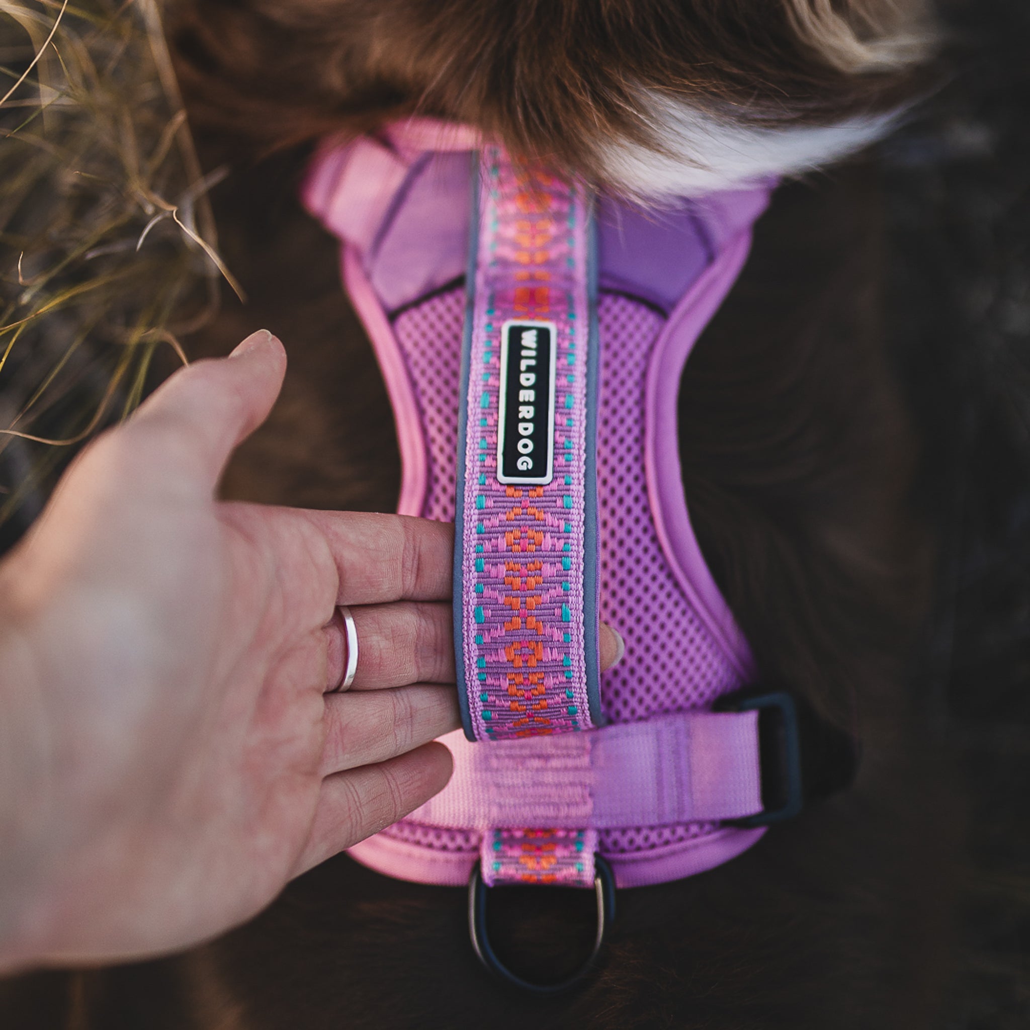 Dog Harness