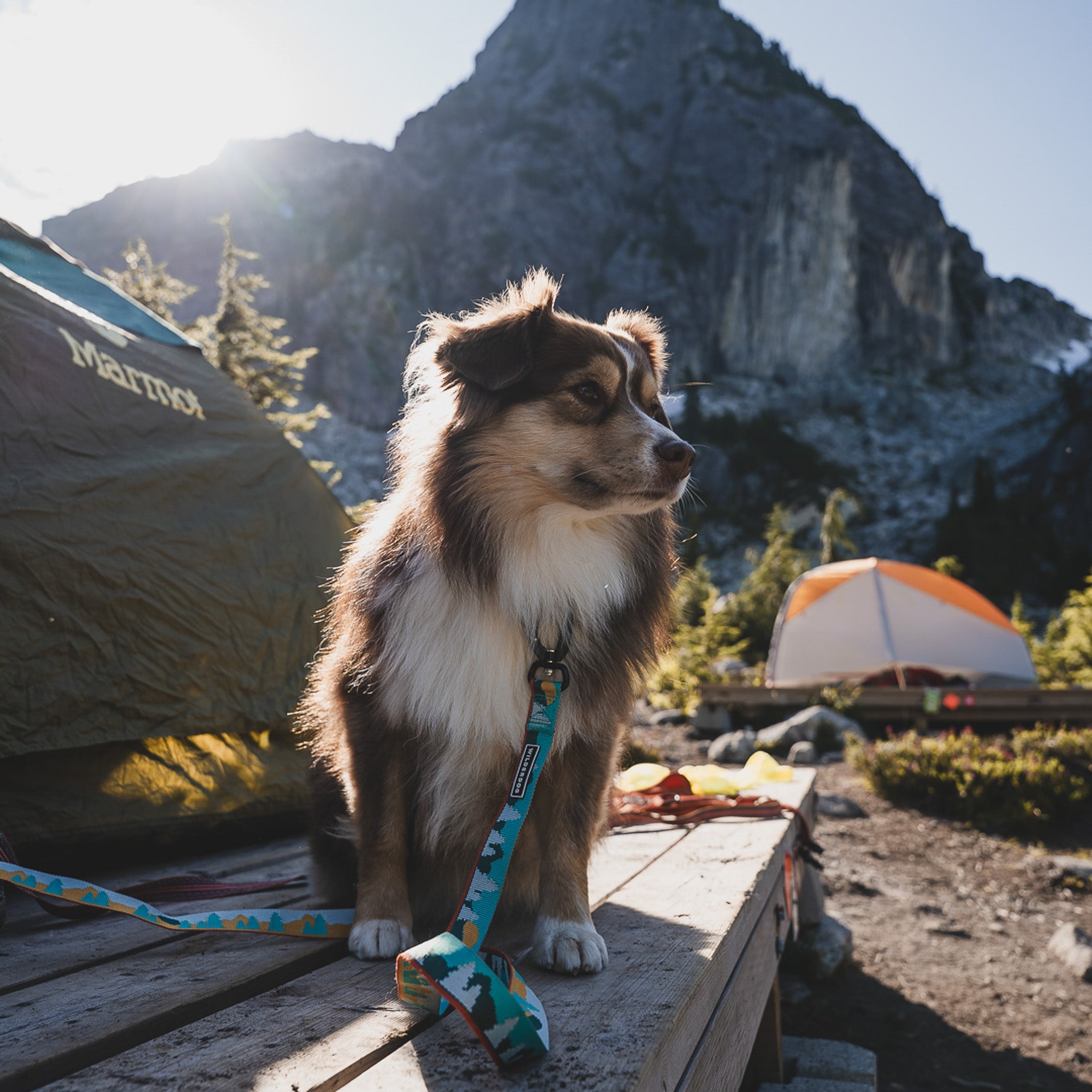 Tamarack Ultralight Leash