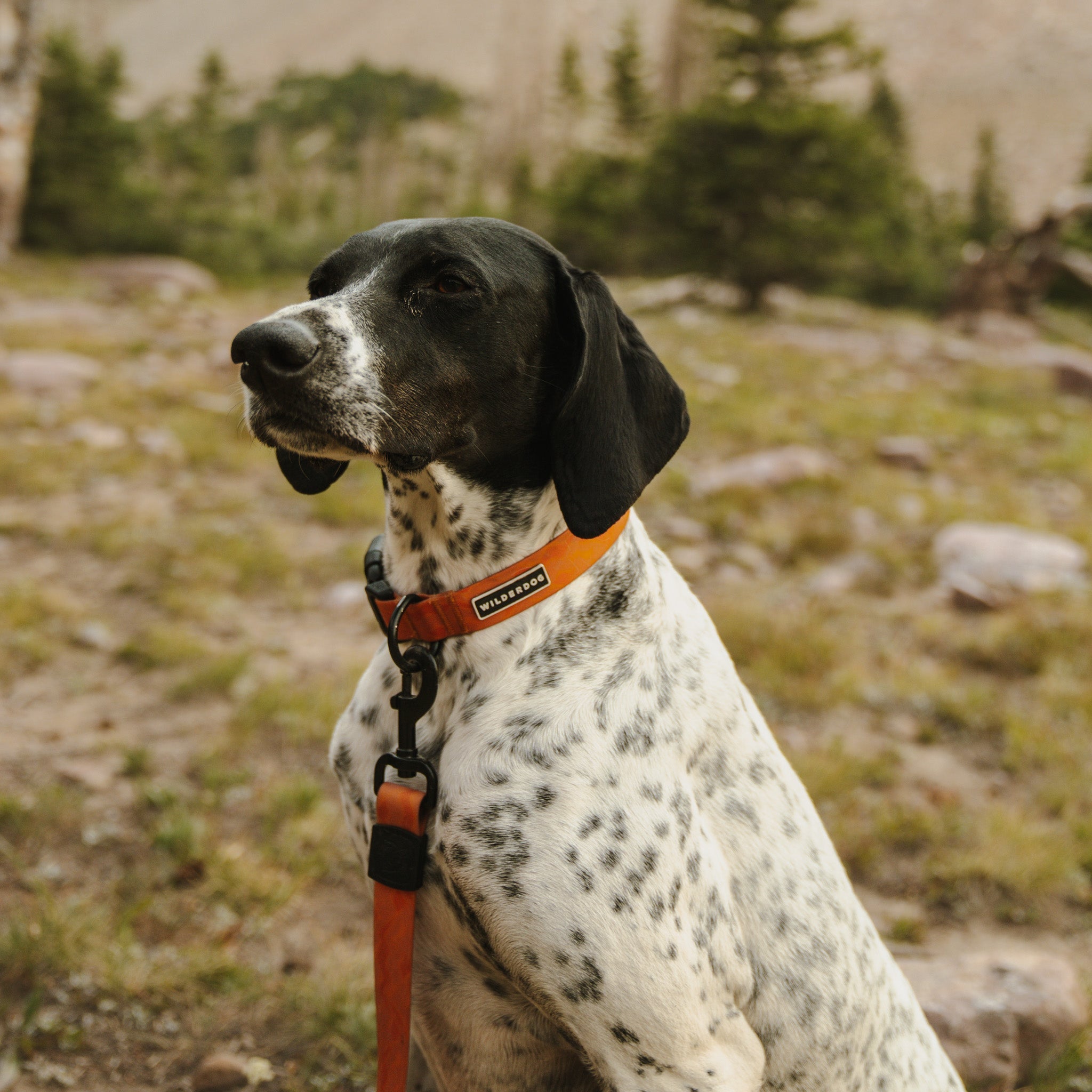 Terracotta Waterproof Collar