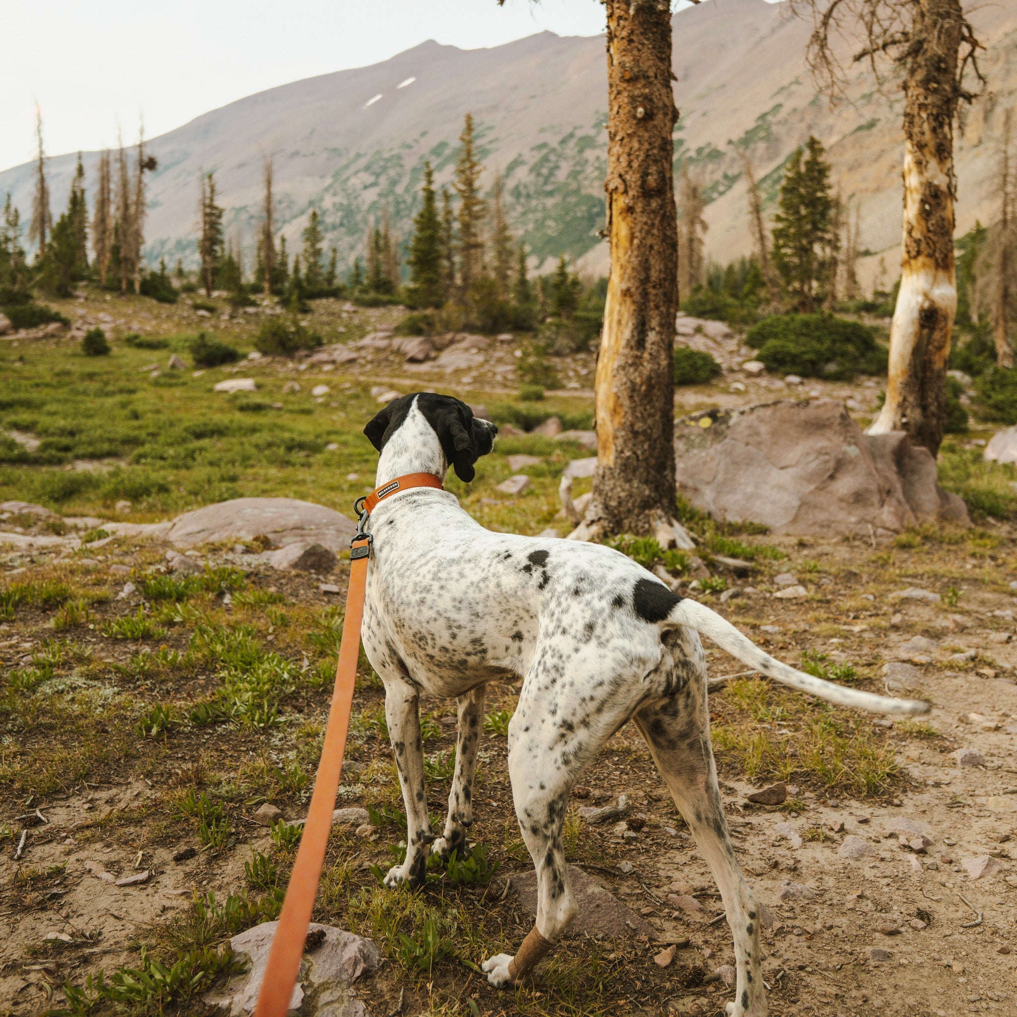 Terracotta Waterproof Leash