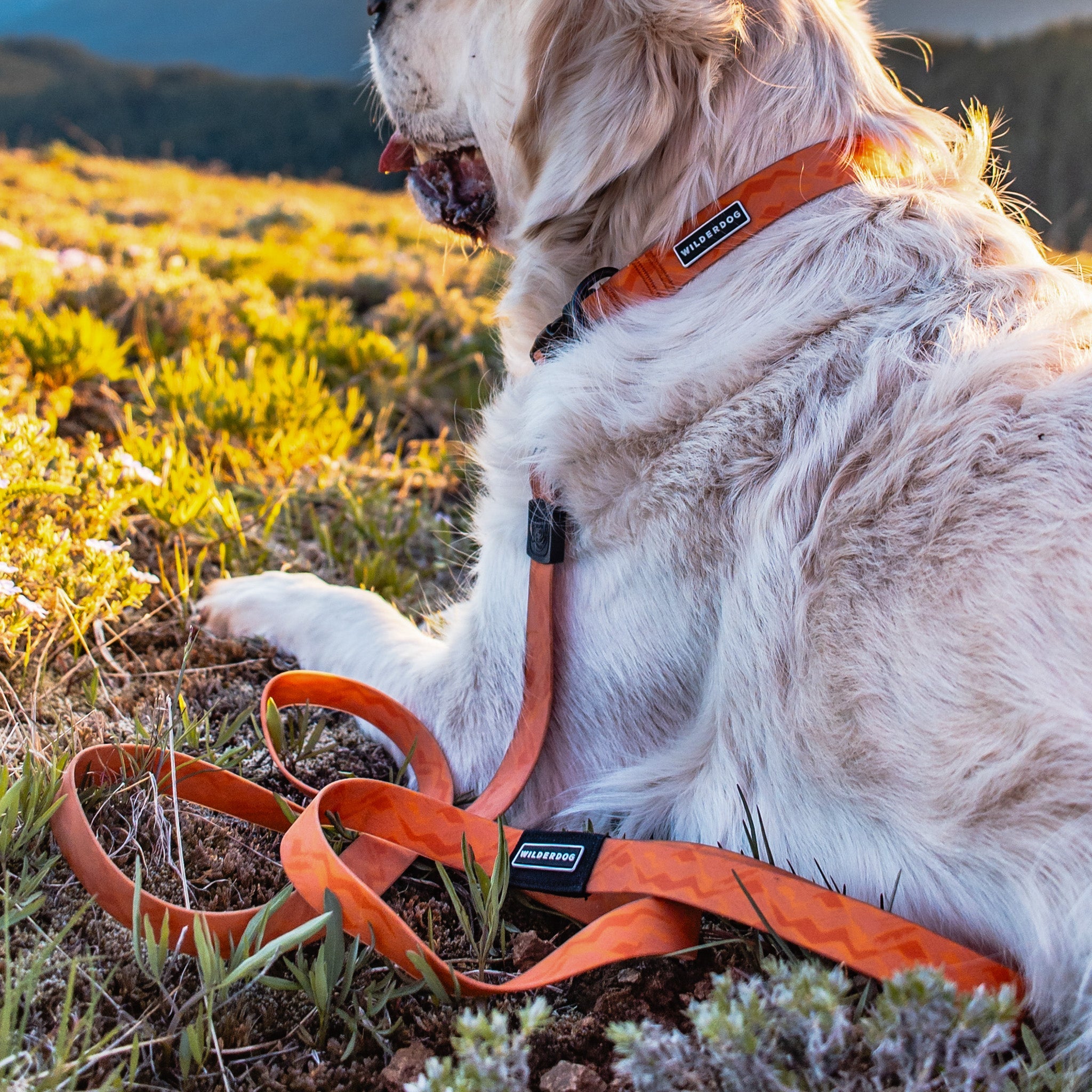 Terracotta Waterproof Collar