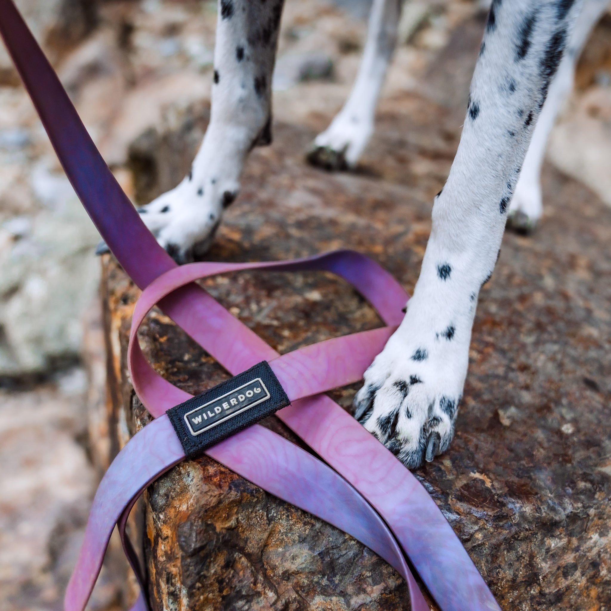 Aurora Waterproof Leash