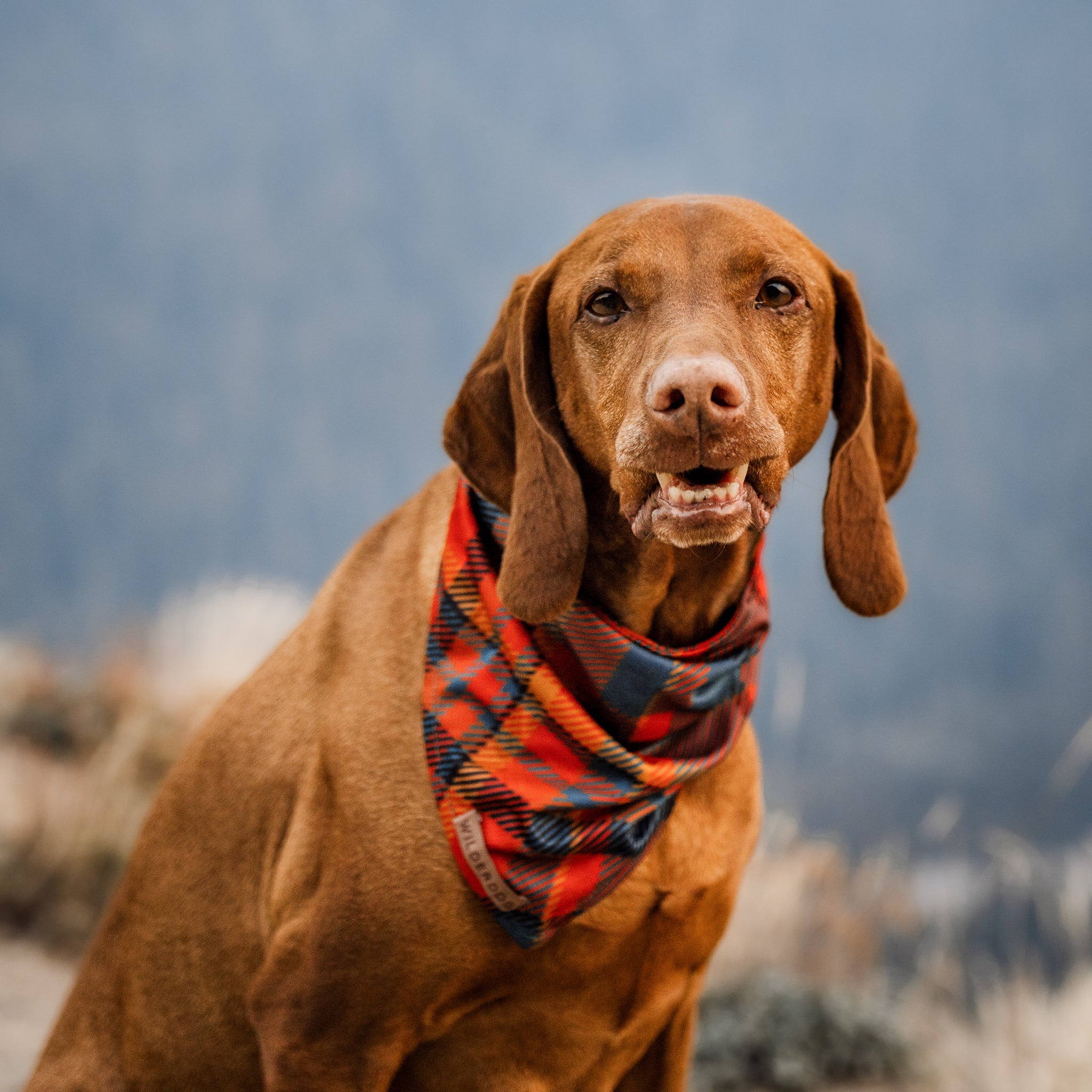 Pumpkin Spice Plaid Bandana
