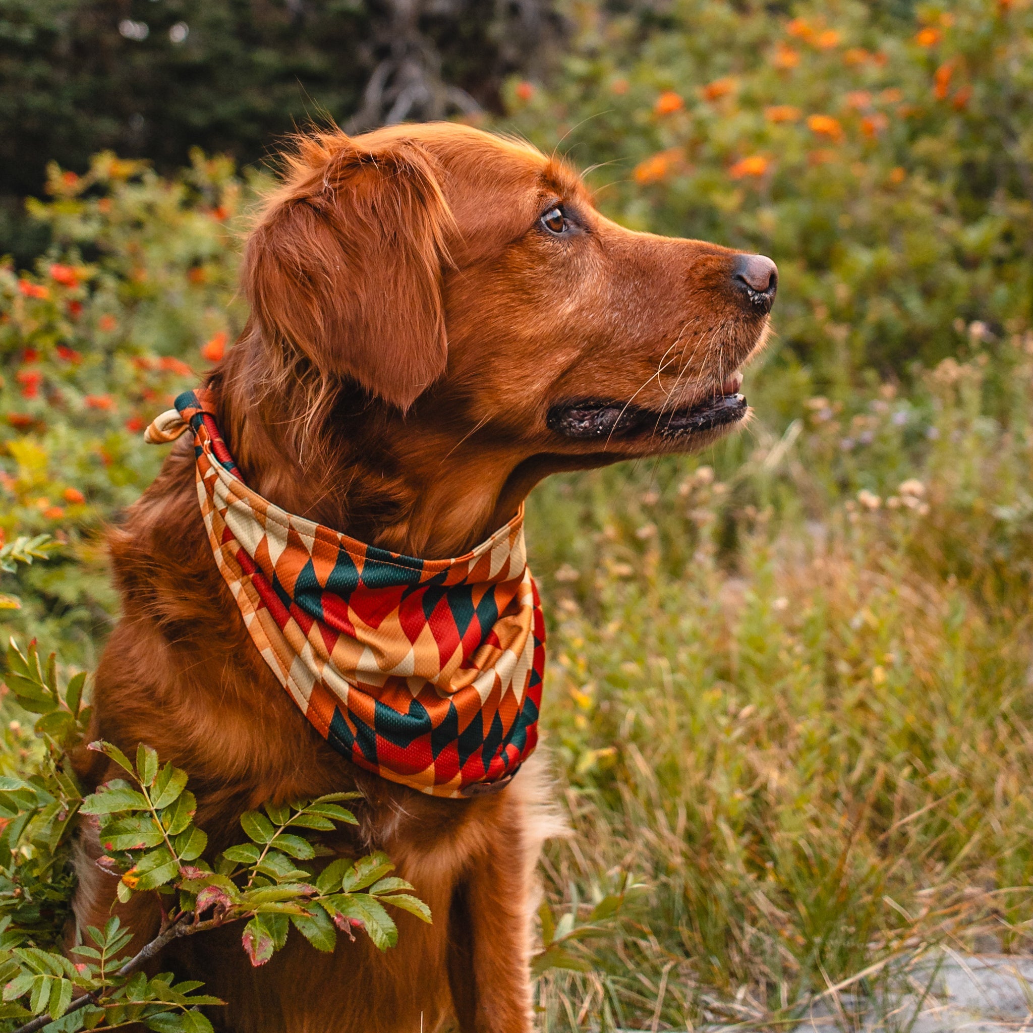 Russet Bandana