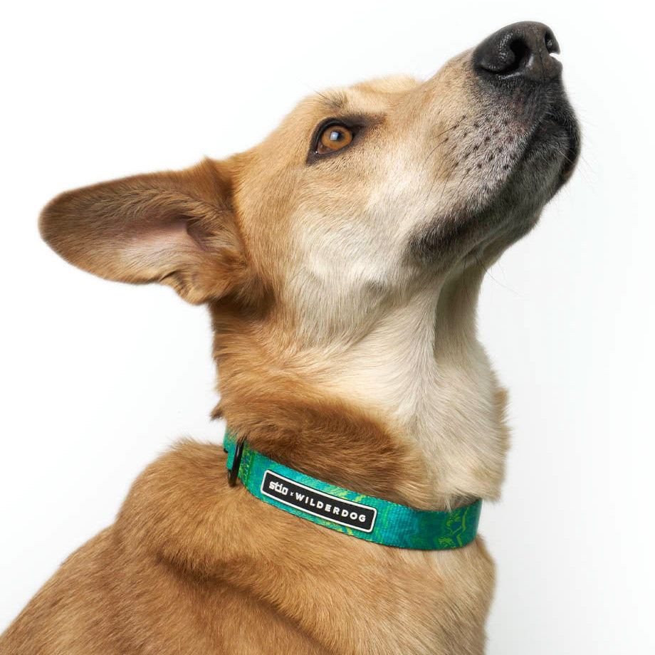 Wilderdog x Stio Ultralight Collar